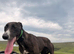 Working Lurcher deerhound cross