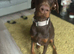 3 years old Doberman bitch