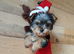 Yorkshire puppies One little boy left 8 weeks old