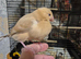 Java finches 2026