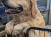 Litter of Golden Retriver puppies