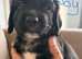 Cocker spaniel puppies