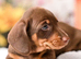 Mini Dachshund puppies looking for their forever homes due to a house move 2 beautiful Mini Dachshund puppies available