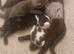 Here i have a bundle of kittens looking for there forever homes