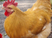 Buff Orpington Cockerels