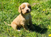 Cocker spaniel puppies