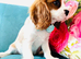 KC Registered Blenheim puppies