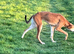 Greyhound cross saluki