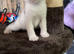 Female kitten