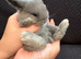 Mini lop baby  blue harlequin (male )