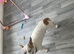 Chihuahua mix