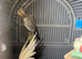 Pearl cockatiel female