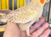 Hand reared cockatiels and conures