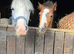 Unreg Welsh a mare