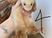 Ferret kits ready 5th July