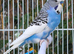 Various Stunning Quality Beautiful Budgies