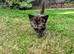 Georgous Kittens Looking For A New Home