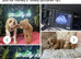 Stud KC Toy Poodle Extensively health tested