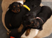 Adorable Yorkshire terrier puppies