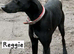 Reggie needs to find his new home