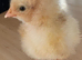 Buff Orpington fertile hatching eggs