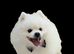 TEDDY BEAR PROVEN POMERAIAN STUD