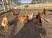 Hens for sale £15