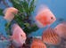 Homebred young Discus.