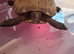 Horsefield tortoise