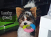 Yorkshire Biewer Terrier Puppies