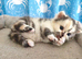 Beautiful girls