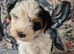 Ready now Yorkshire terrier puppies