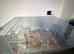 5 month old Syrian Hamster + Cage + accessories & supply of food