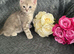 Mollys half ragdoll kittens