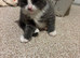 2 kittens for sale