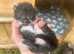 Kittens for sale