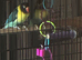 Black masked lovebirds