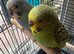 Lovely baby budgies in Dagenham