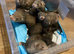 Hand reared litter