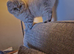 Gorgeous bonded pair