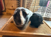 Paired Boars