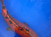 Koi carp, 53cm kin aka bekko