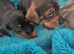 4 girls miniature dachshunds