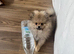 3 month Pomeranian