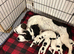 Beautiful striking Traditional English Springer Spaniel Puppies