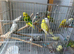 Job lot of budgies for sale