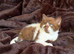 Cinnamon British shorthair kittens READY NOW