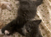Kittens for sale