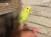 Baby budgies for sale  &pound;40 each collection mk404nn