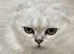 Stunning highsilver Scottish fold